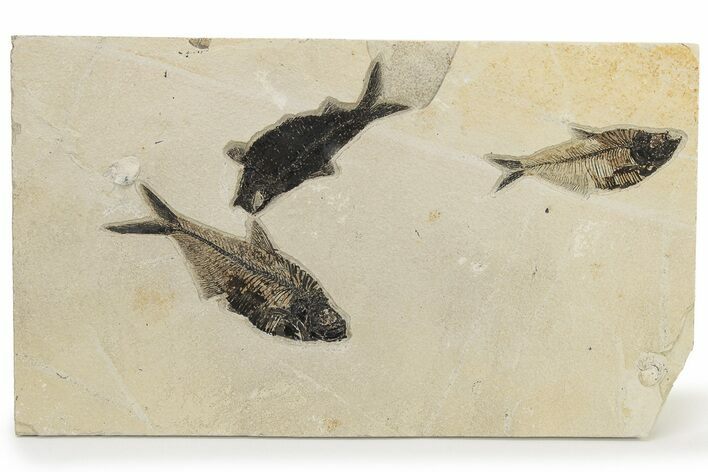 Multiple Fossil Fish Plate - Wyoming #222862